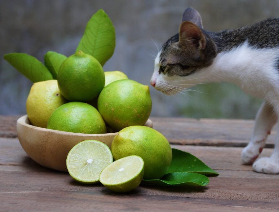 Какие запахи не любят коты