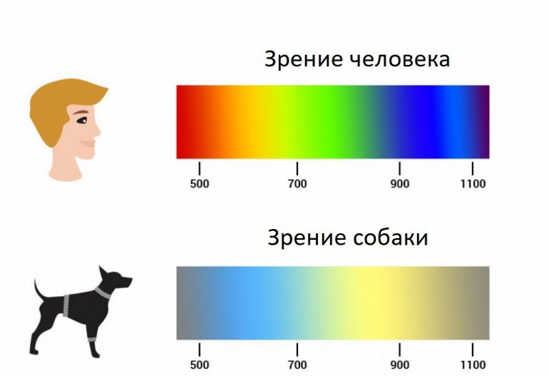 Какой цвет видят собаки