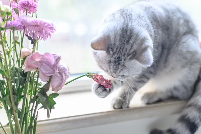 Какие запахи не любят кошки