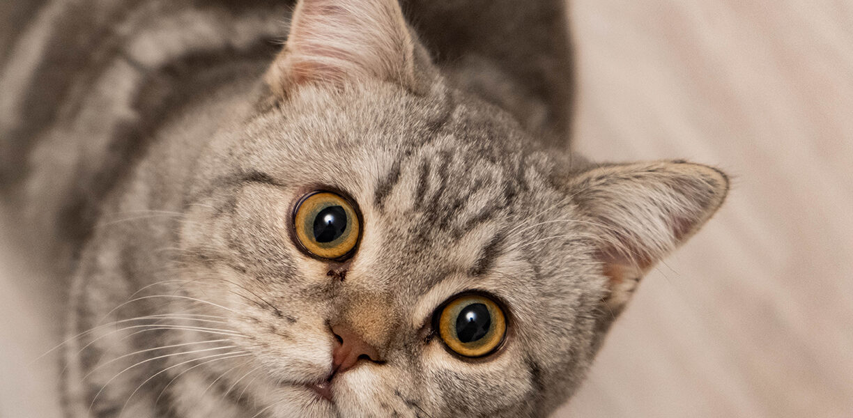 Клички для котят