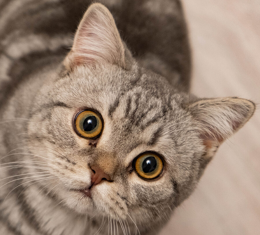Клички для котят