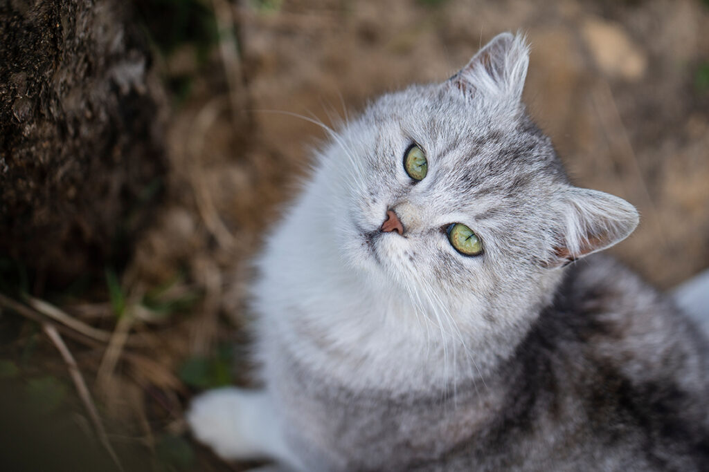 Кличка для котов