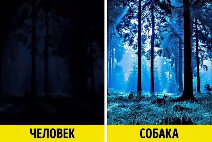 Как собака видит в темноте