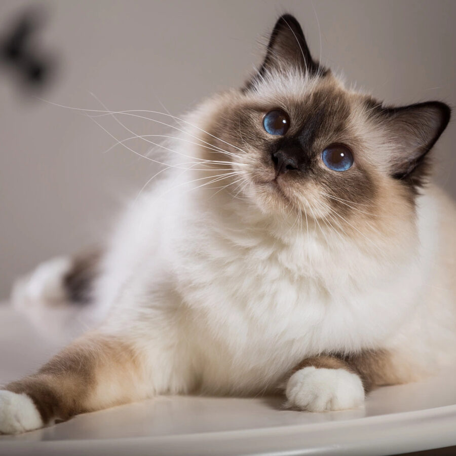 Сколько живут коты
