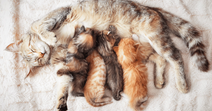 Развитие котят