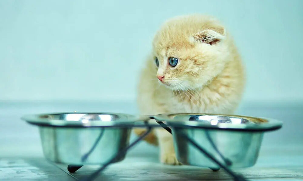 Запор у кота