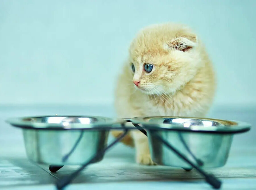 Запор у кота