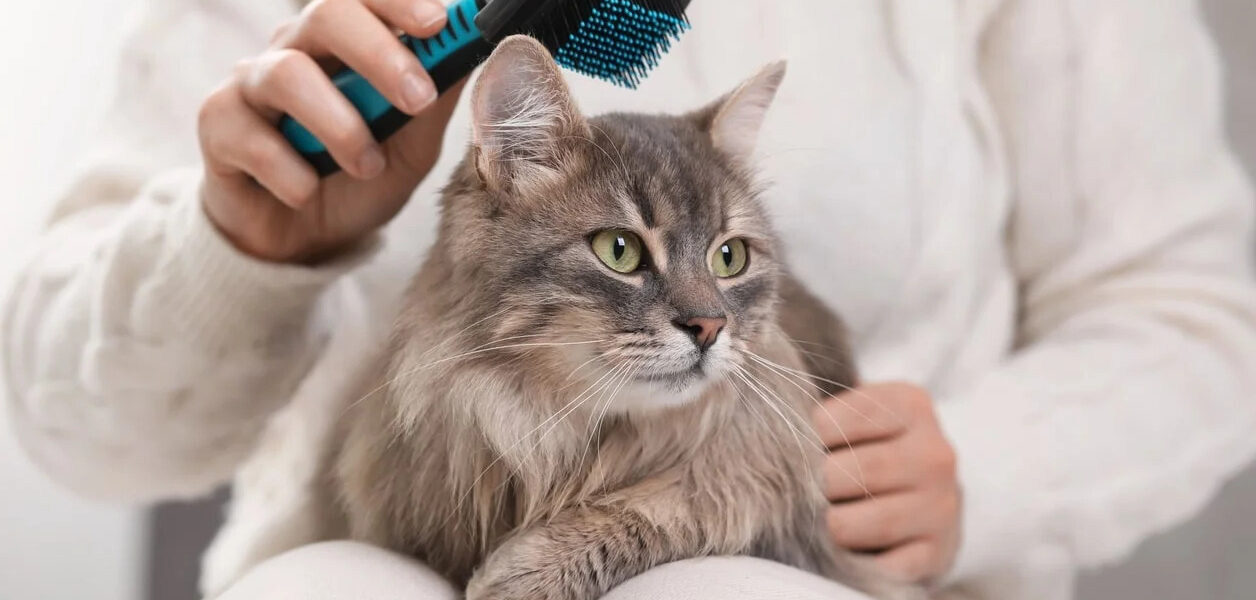 Линька у кошек