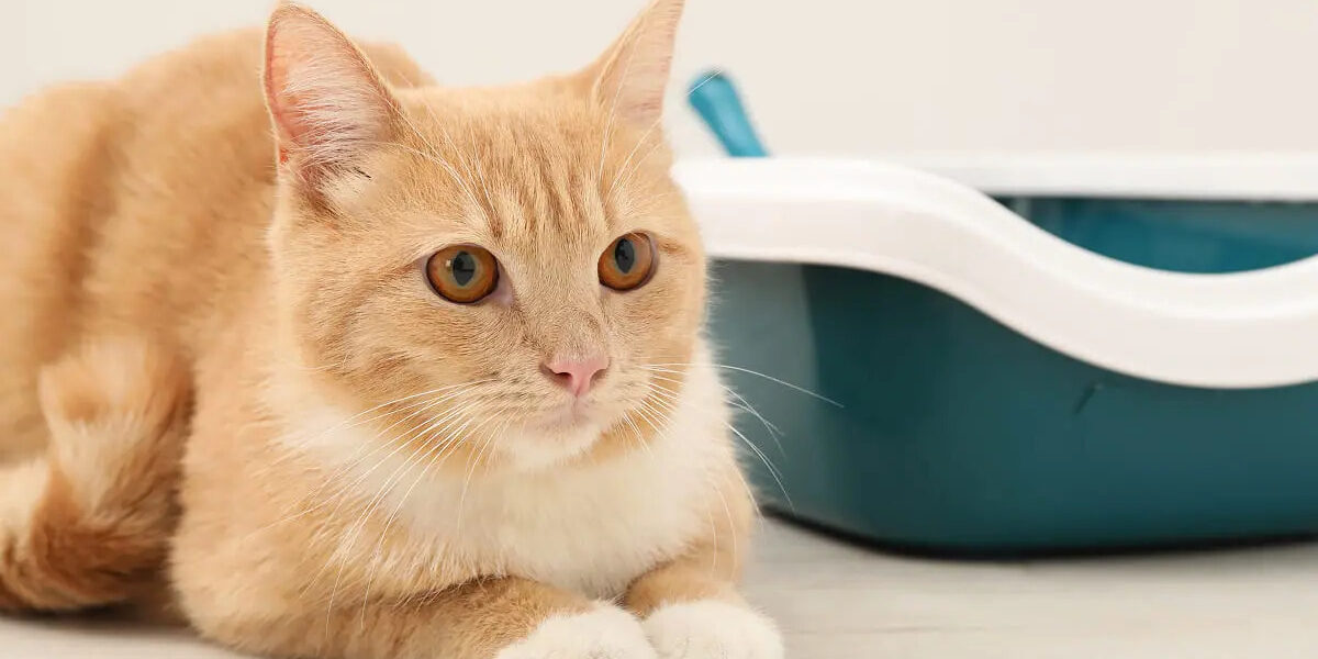 Пронос у кота