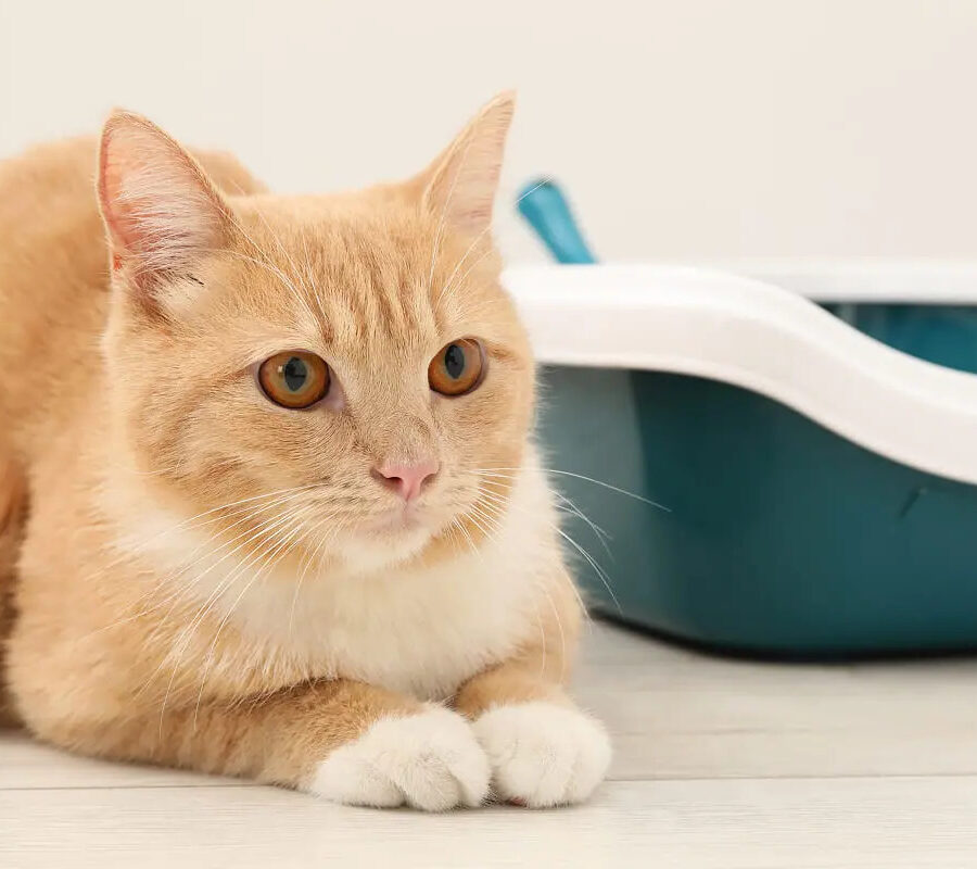 Пронос у кота